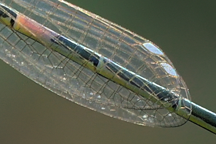 Aiuto identificazione libellule!!!
